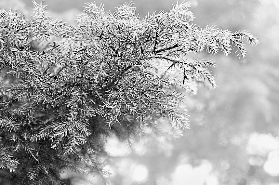 Родовая книга счастья - i_005.jpg