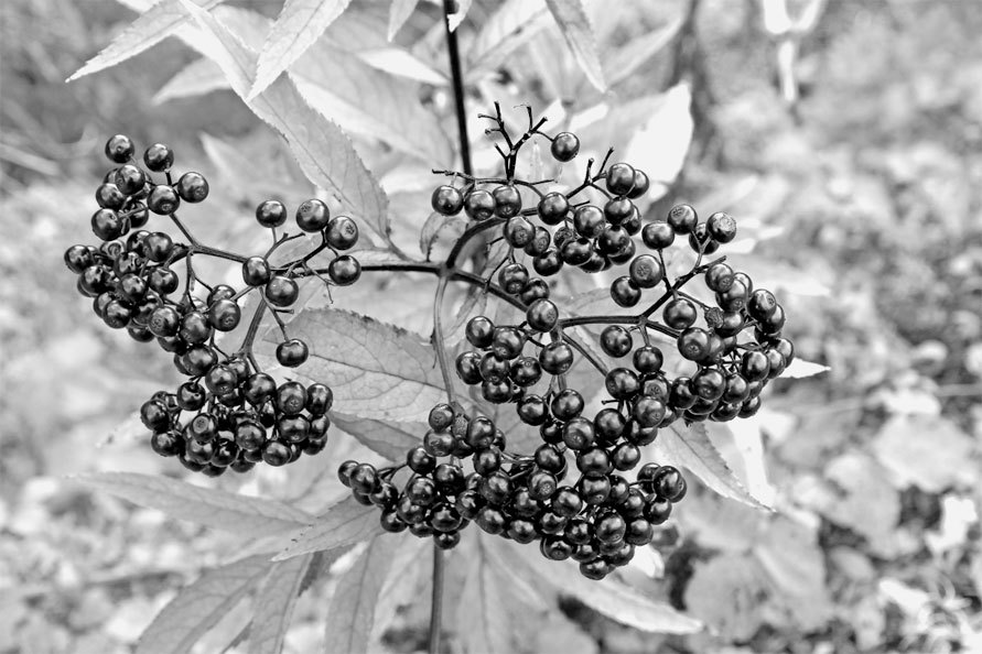 Родовая книга счастья - i_009.jpg