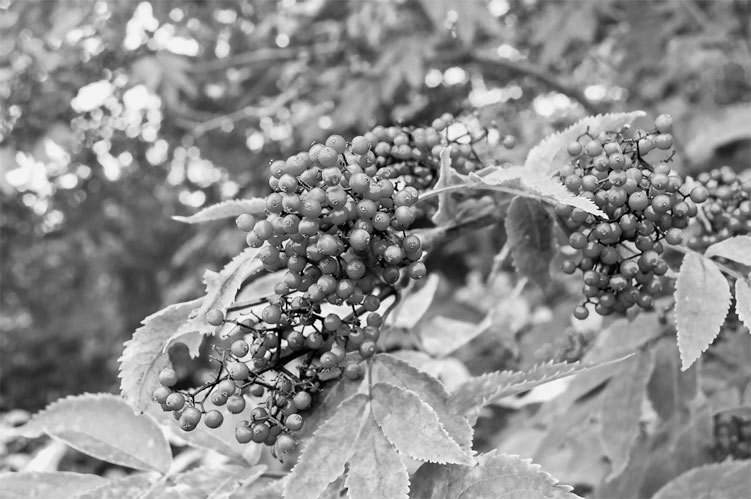 Родовая книга счастья - i_010.jpg