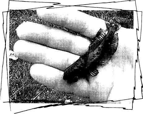 То АТО. Дневник добровольца - image42.jpg