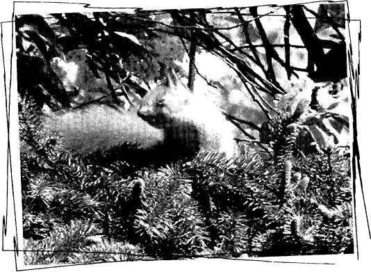 То АТО. Дневник добровольца - image44.jpg