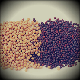 Cooking with spice mixes, pastes and sauces - _49.jpg