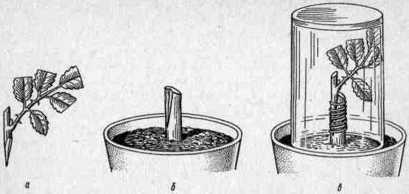 Комнатное цветоводство - i_008.jpg