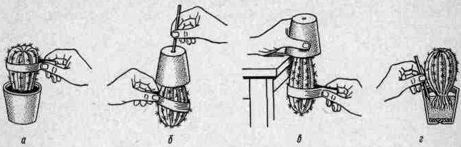 Комнатное цветоводство - i_013.jpg