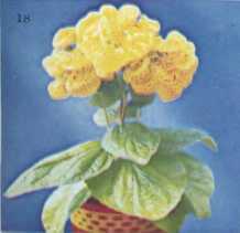 Комнатное цветоводство - i_035.jpg