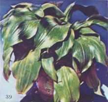 Комнатное цветоводство - i_056.jpg