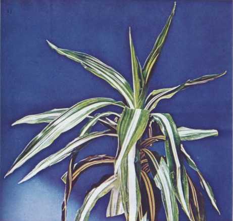 Комнатное цветоводство - i_058.jpg