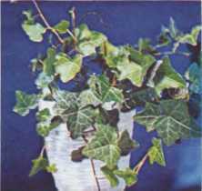 Комнатное цветоводство - i_072.jpg