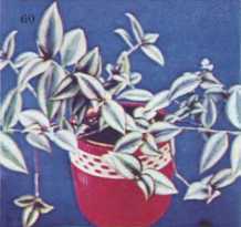 Комнатное цветоводство - i_077.jpg