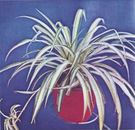 Комнатное цветоводство - i_078.jpg