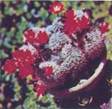 Комнатное цветоводство - i_080.jpg