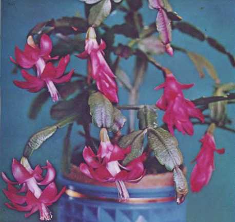 Комнатное цветоводство - i_082.jpg