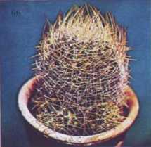 Комнатное цветоводство - i_083.jpg