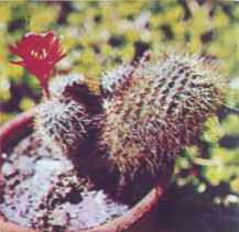 Комнатное цветоводство - i_084.jpg