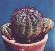 Комнатное цветоводство - i_087.jpg