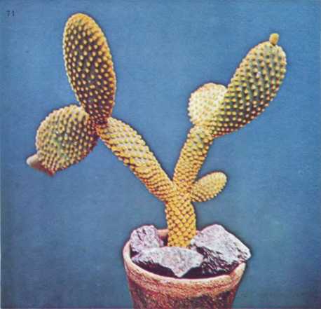 Комнатное цветоводство - i_088.jpg