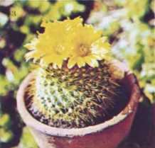 Комнатное цветоводство - i_090.jpg