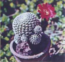 Комнатное цветоводство - i_091.jpg