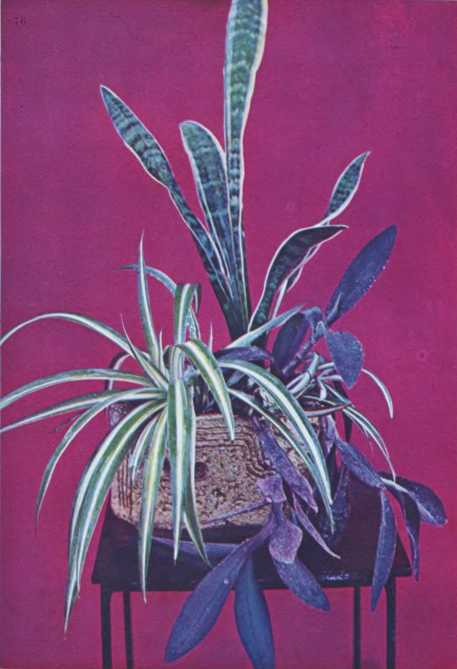 Комнатное цветоводство - i_093.jpg