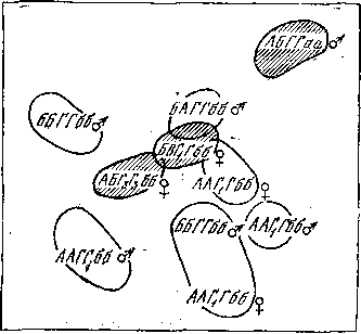 Фенетика - i_010.png