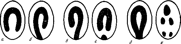 Фенетика - i_016.png