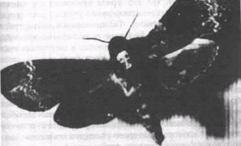 Память Тиресия: Интертекстуальность и кинематограф - img_23.jpeg