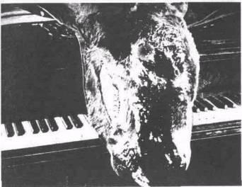 Память Тиресия: Интертекстуальность и кинематограф - img_27.jpeg