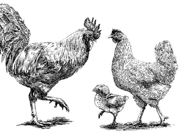 Секретная жизнь коров. Истории о животных, которые не так глупы, как нам кажется - i_001.jpg