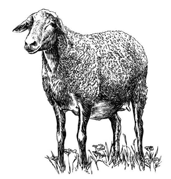 Секретная жизнь коров. Истории о животных, которые не так глупы, как нам кажется - i_005.jpg