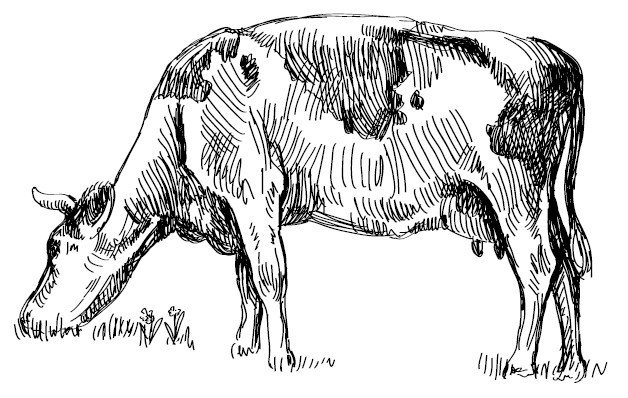 Секретная жизнь коров. Истории о животных, которые не так глупы, как нам кажется - i_006.jpg