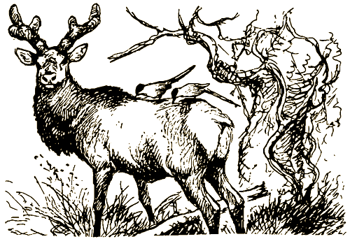 Тигр, олень, женьшень - i_019.png