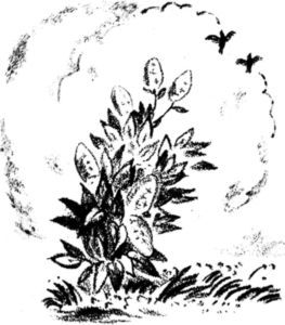 Кто умней<br />(Рассказы) - i_014.jpg