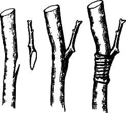 Взрасти свой сад - img_9.png