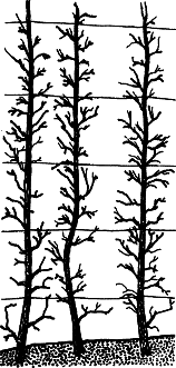 Взрасти свой сад - img_12.png