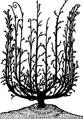 Взрасти свой сад - img_22.png