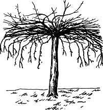 Взрасти свой сад - img_25.png