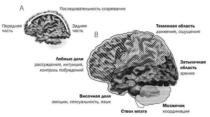 Мозг подростка. Спасительные рекомендации нейробиолога для родителей тинейджеров - i_003.jpg