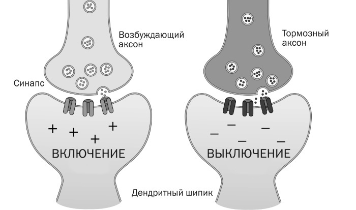 Мозг подростка. Спасительные рекомендации нейробиолога для родителей тинейджеров - i_008.jpg