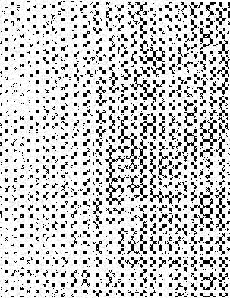 Біблія для комуністів і безпартійних - _5.jpg