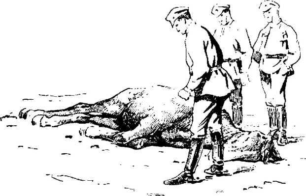 Боевой товарищ<br />(Лошадь и уход за ней) - i_009.jpg