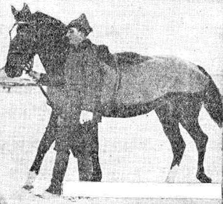 Боевой товарищ<br />(Лошадь и уход за ней) - i_012.jpg