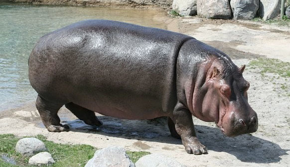 Леша, зверушки и домашние животные. Забавные истории - _11.jpg