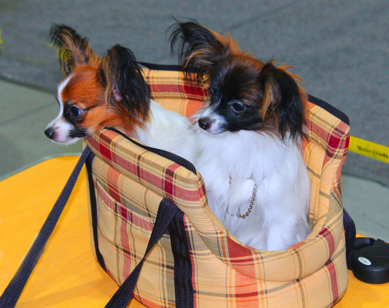 Леша, зверушки и домашние животные. Забавные истории - _13.jpg