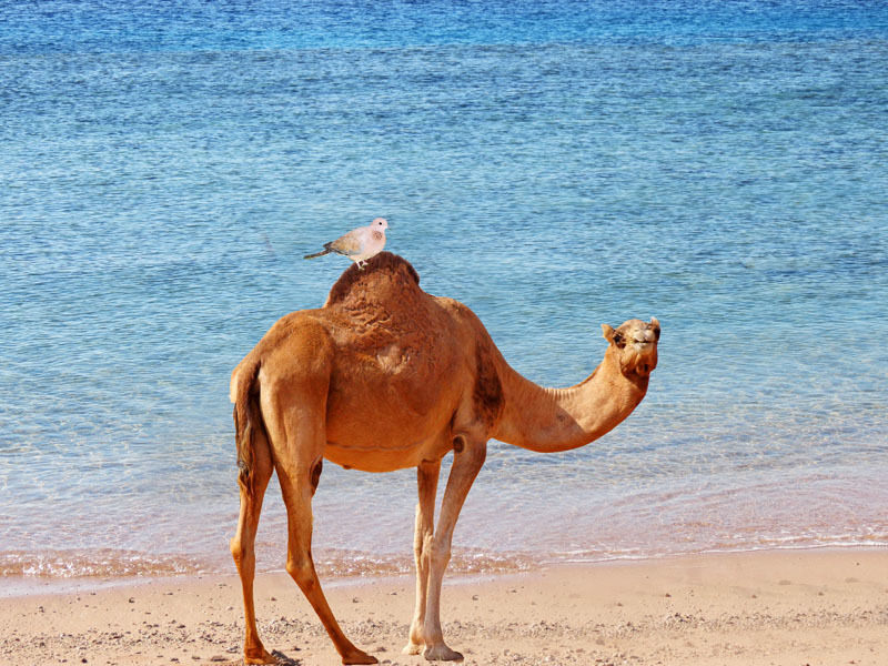 Леша, зверушки и домашние животные. Забавные истории - _16.jpg