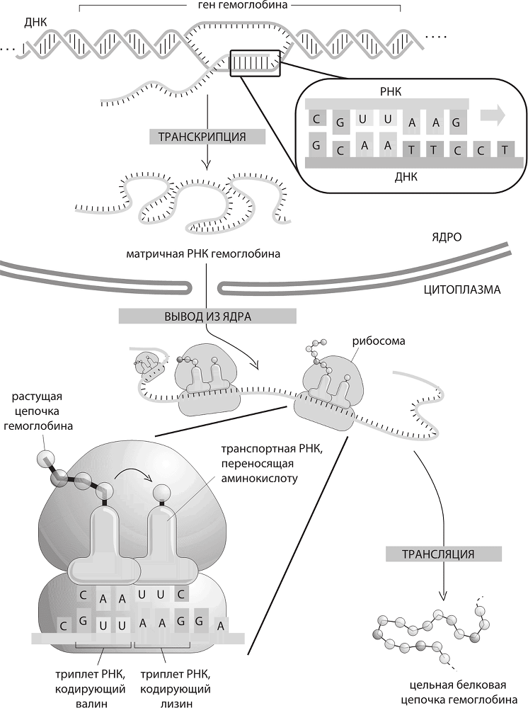 ДНК. История генетической революции - i_040.png