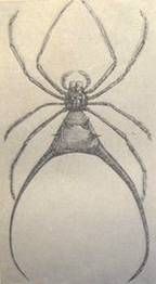 Натуралист на Амазонке - pic_3.jpg