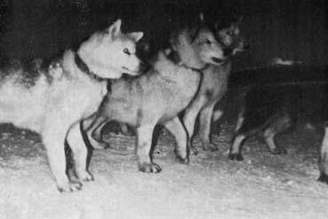 Пешком через Ледовитый океан - _23.jpg