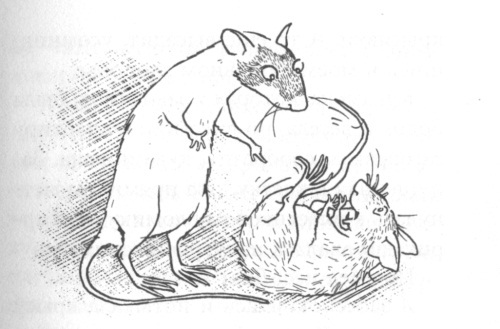 Крысявки. Крысиное житие в байках и картинках - _6.jpg