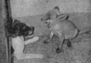 Собака и лисица - doc2fb_image_0200000b.jpg