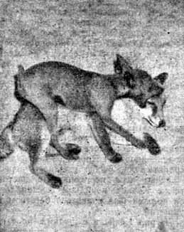 Собака и лисица - doc2fb_image_02000013.jpg